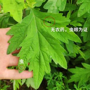 钰艾堂手工艾条纯雷火灸熏家用靳正宗湖北蕲春三年陈艾草艾灸 新款