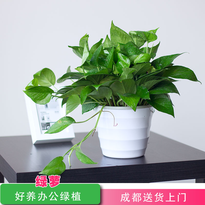 小绿萝盆栽除甲醛净化空气植物