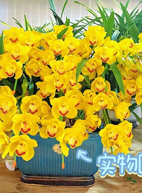成都黄色大花兰花送礼盆栽室内办公室客厅绿植花卉易种好养活植物