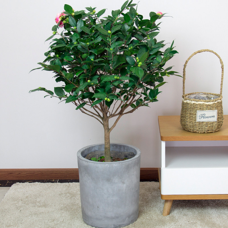 带花苞庭院花卉四季盆栽山茶花