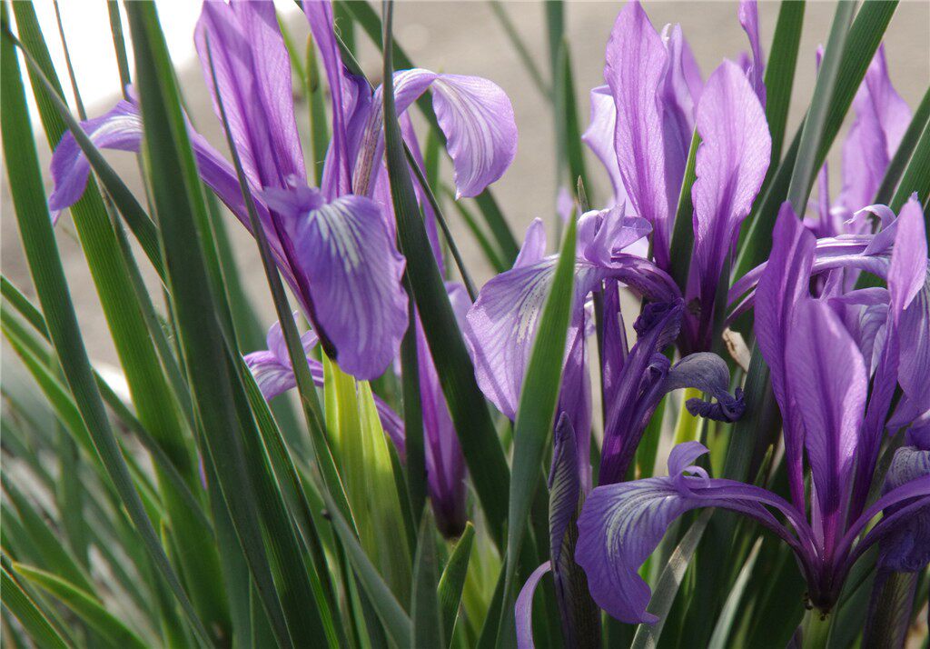 马兰花马莲花马蔺花马兰花宿根多年生水生花卉耐盐碱地耐贫瘠