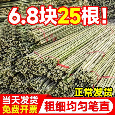 竹竿菜园搭架蔬菜黄瓜番茄豆角架杆竹篱笆栅栏小竹子细竹竿葡萄架