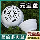 有孔 多肉盆仙人球盆大口径圆形花盆塑料矮盆新款 元 宝盆加厚韩式
