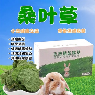 新鲜烘干手摘桑叶草兔子豚鼠龙猫零食去上火补充蛋白营养替代苜蓿