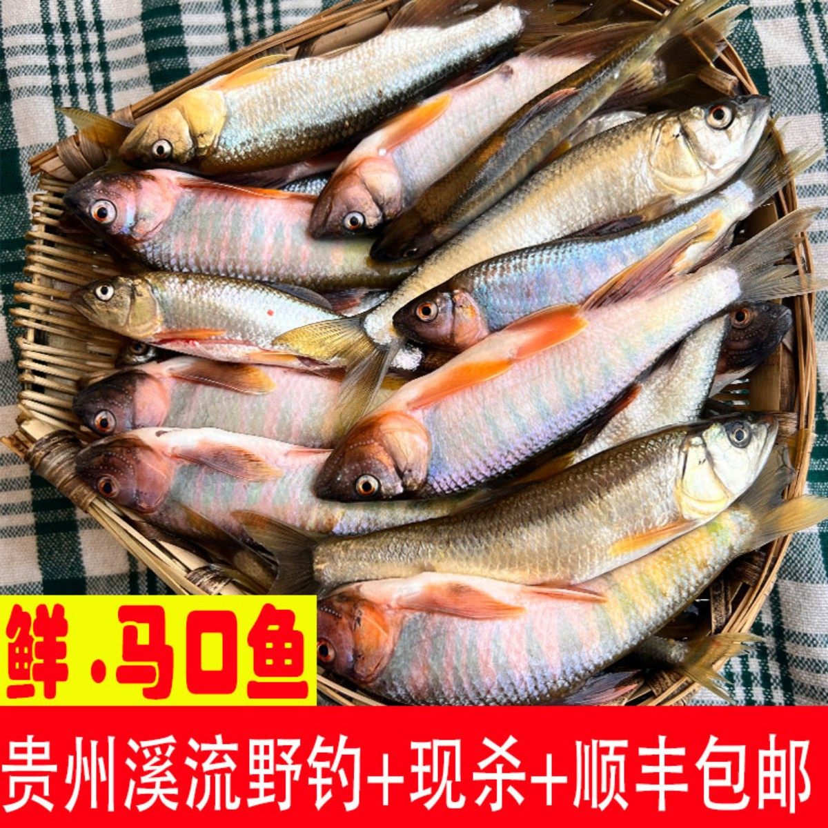 马口鱼新鲜贵州野钓原生溪流小河鱼鲜活桃花鱼淡水鱼石斑鱼小杂鱼