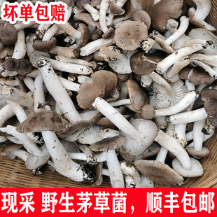 野生菌新鲜小灰蘑菇现采茅草菌蘑菇棕灰口蘑贵州毛草菌草鸡枞菌菇