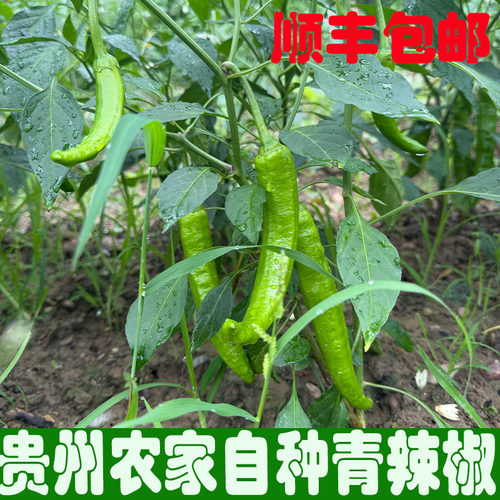 现摘贵州农家自种新鲜青红辣椒