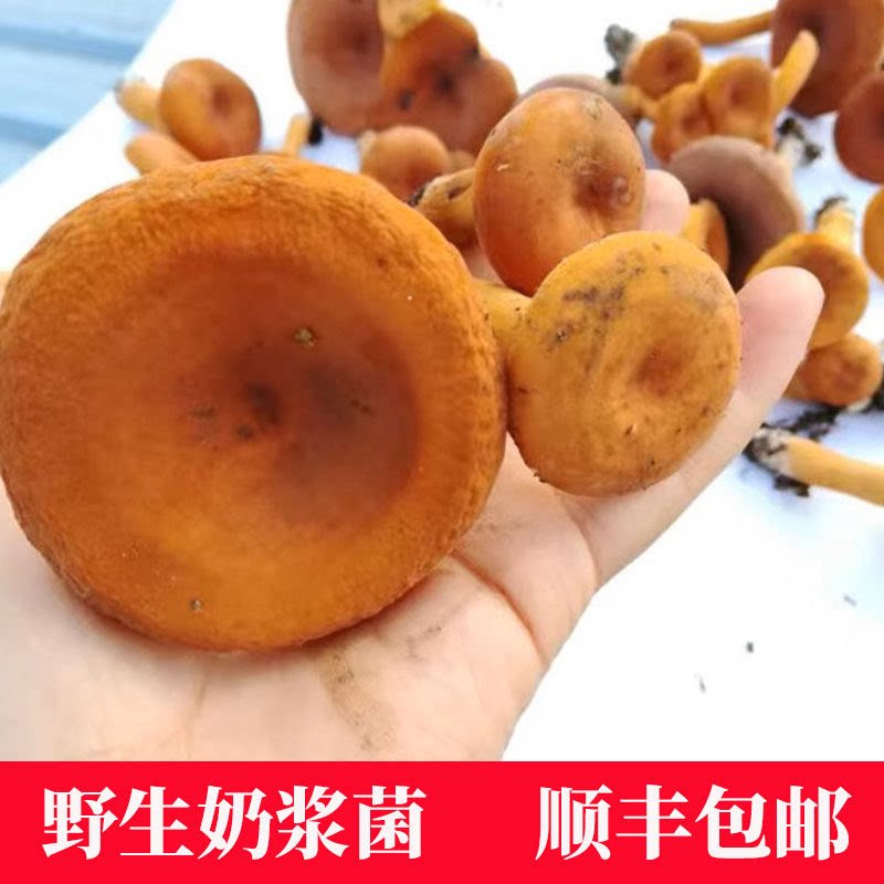 贵州奶浆菌新鲜野生菌子