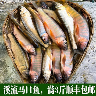 马口鱼新鲜贵州深山野钓溪流小河鱼鲜活桃花鱼淡水鱼石斑鱼小杂鱼