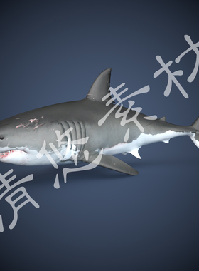 文件 c4d格式鲨鱼海洋动物带伤疤骨骼动画 fbx格式文件 非实物429