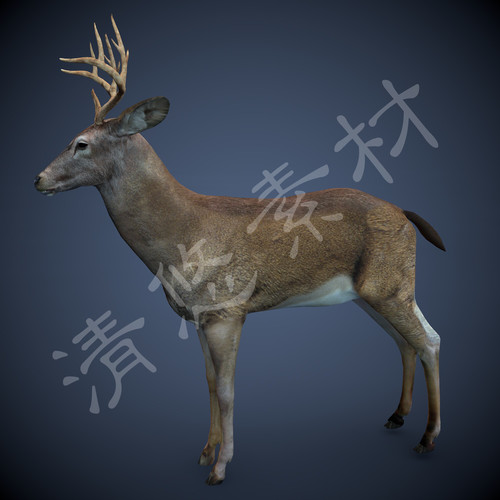 写实3dmax c4d鹿模型野生四足哺乳动物鹿骨骼绑定fbx格式 382