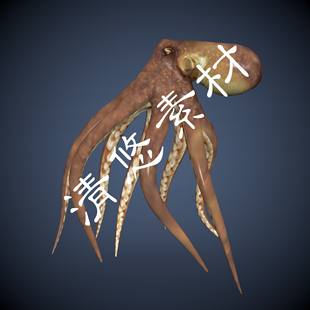 maya fbx格式 模型章鱼八爪鱼海洋动物骨骼绑定 非实物764 c4d