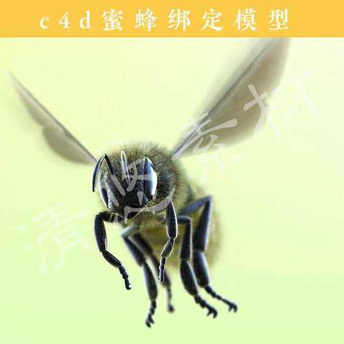 3D蜜蜂昆虫飞行动物绑定C4D模型素材 027