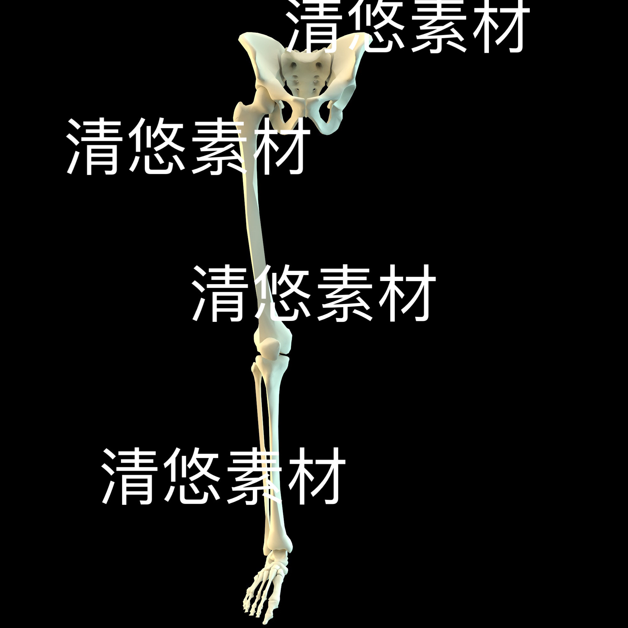 c4d fbx obj格式医疗医学人体大腿脚部骨头盆骨文件 非实物D623