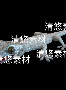 爬行动物3d文件c4d fbx格式 壁虎 骨骼绑定模型动作 非实物E266