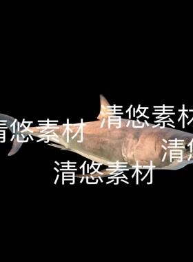 鲨鱼动物3D文件c4d fbx格式模型骨骼绑定动作大白鲨  非实物E325