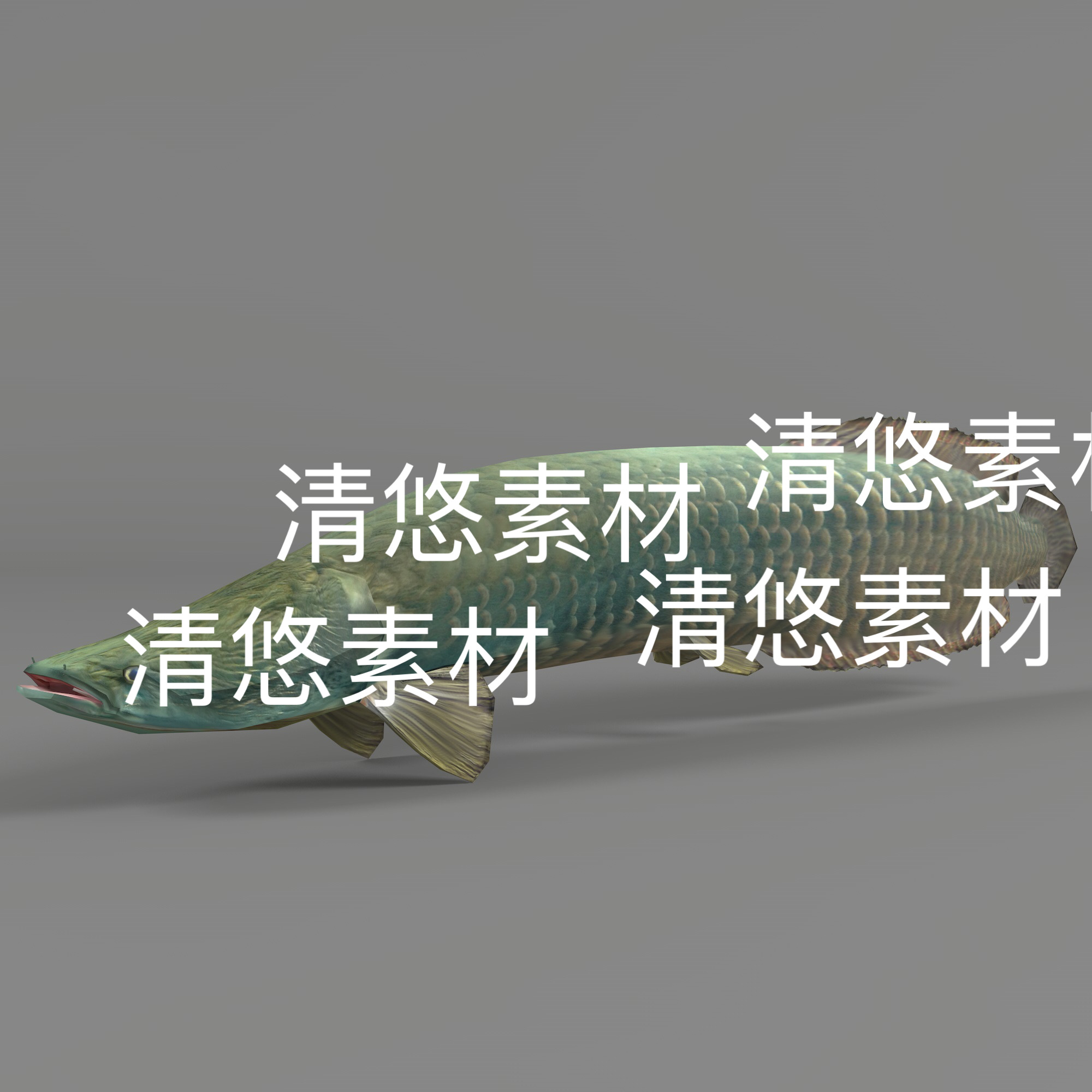鱼类c4d fbx格式模型骨骼绑定 巨骨舌鱼 动作参考文件 非实物E311