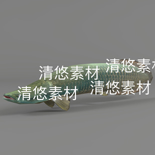 巨骨舌鱼 鱼类c4d fbx格式 模型骨骼绑定 非实物E311 动作参考文件