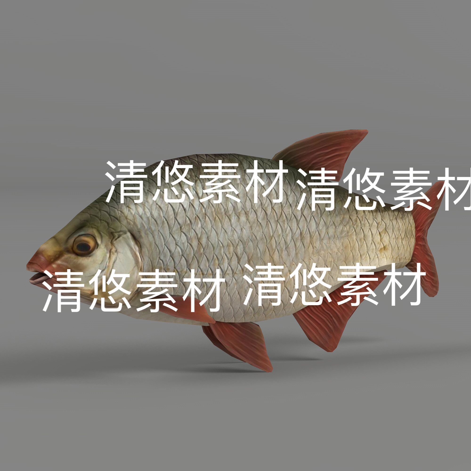 红眼鱼c4d fbx格式动物3D模型鱼类骨骼绑定动作文件 非实物A178