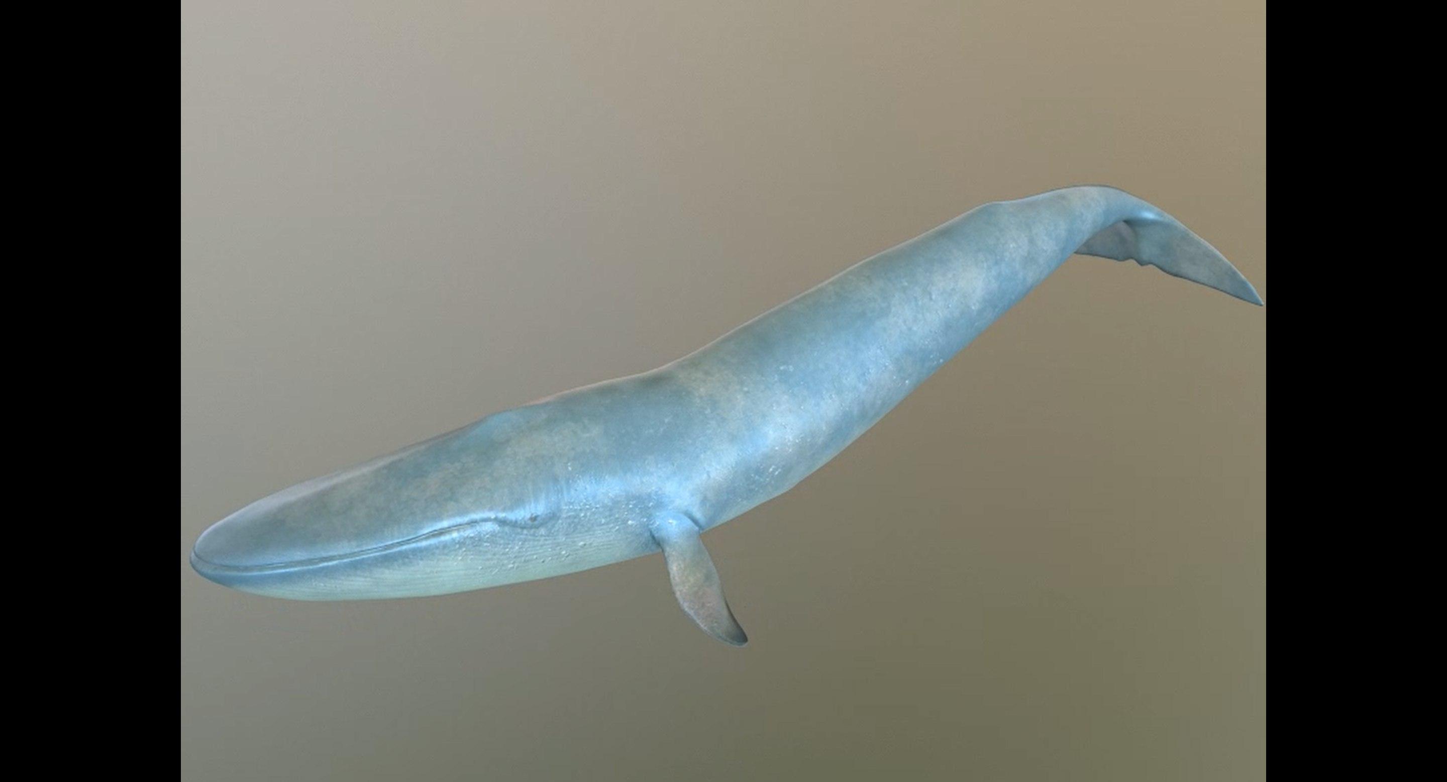 写实蓝鲸骨骼绑定带动画高模蓝鲸鱼maya 3dmax c4d fbx模型470