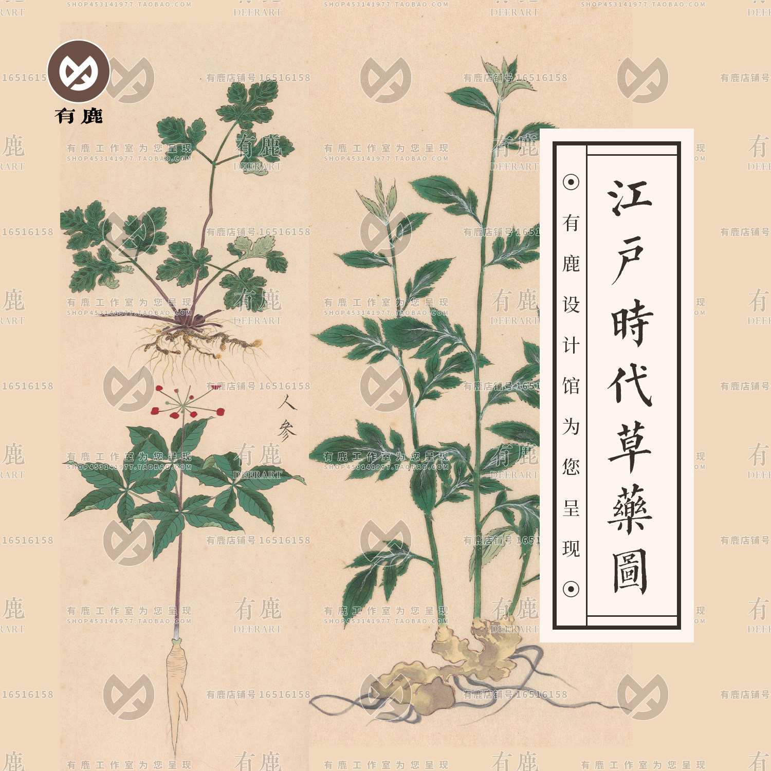 江户时代古代草药草本植物中药手绘彩绘参考绘画插画临摹图谱素材