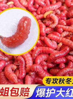 红蛆虫活饵钓新鲜红虫钓鱼野钓