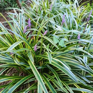 金边麦冬草苗超矮玉龙草苗中叶麦冬细叶麦冬庭院花园植物工程绿化