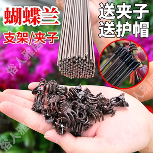 园艺花卉花枝夹子蝴蝶兰花专用造型铁支架蔓藤爬藤植物固定夹子