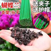 园艺花卉花枝夹子蝴蝶兰花专用造型铁支架蔓藤爬藤植物固定夹子