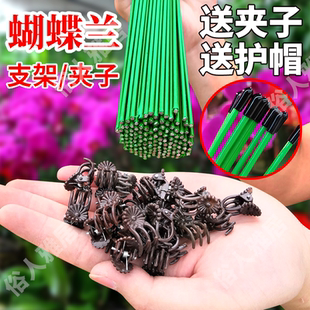 园艺花卉花枝夹子蝴蝶兰花专用造型铁支架蔓藤爬藤植物固定夹子