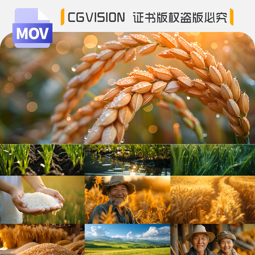 农业春种秋季丰收麦田麦苗麦穗麦子成熟农民笑脸手捧粮食视频素材