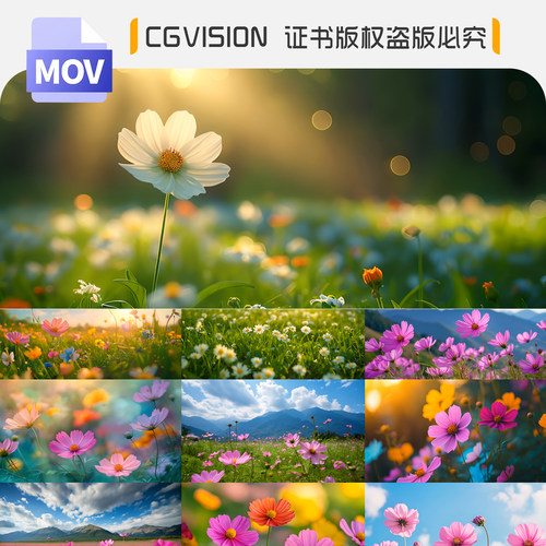 春天格桑花海唯美阳光治愈风景盛开鲜花野花朵高清背景短视频素材