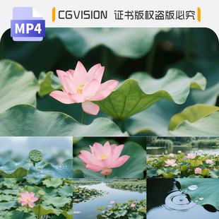 荷花盛开夏日雨后荷叶荷塘莲蓬蜻蜓近景特写唯美空镜4K短视频素材