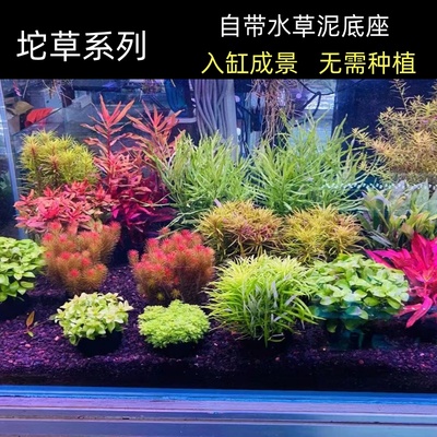 新手懒人鱼缸增氧造景水草植物