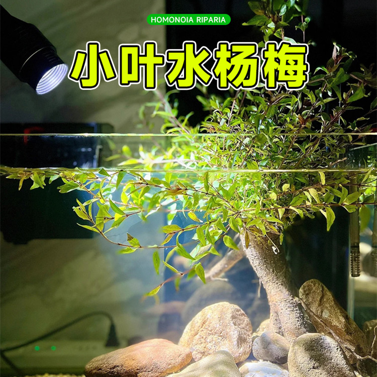 水杨梅树植物鱼缸造景乌龟缸观赏水培绿植造景全套古法养鱼真水草