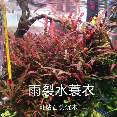 雨裂草水蓑衣雨蝶易养夕烧真水草