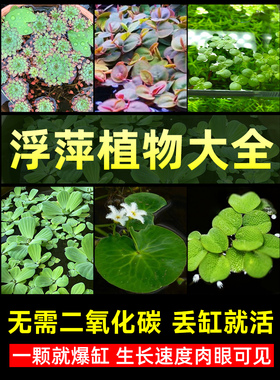 浮萍水草植物水上叶鱼缸净化水质一叶莲水芙蓉槐叶萍毛红丹阴性草