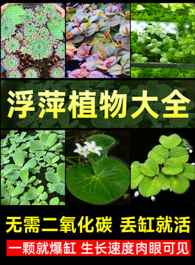 浮萍水草植物水叶莲槐叶萍毛红丹