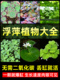 浮萍水草植物水上叶鱼缸净化水质一叶莲水芙蓉槐叶萍毛红丹阴性草