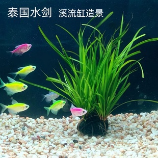 泰国水剑鱼缸后景淡水阴性坨草植物溪流原生南美缸懒人造景水草