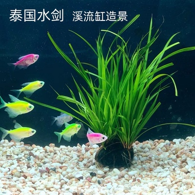 泰国水剑小坨南美溪流原生缸造景