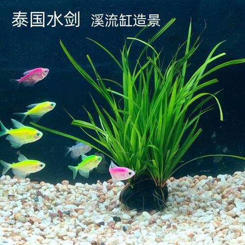 泰国水剑小坨南美溪流原生缸造景