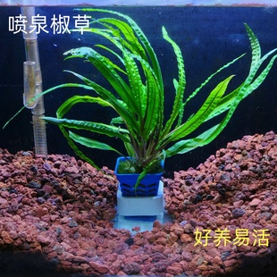 喷泉椒草水草青旦红旦阿根廷皇冠鱼缸阴性水草植物造景好养水下叶