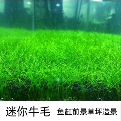 迷你牛毛爬地矮珍珠草坪造景