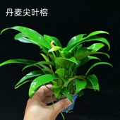 丹麦尖叶榕水草坨草鱼缸新手懒人阴性淡水水榕造景装 饰好养活植物