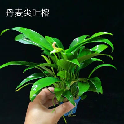 丹麦尖叶榕水草坨草鱼缸造景