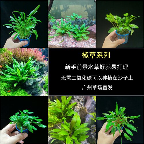 新手鱼缸椒草造景无需二氧化碳