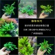 迷你椒草水草新手前中景鱼缸阴性水草造景淡水植物无需二氧化碳