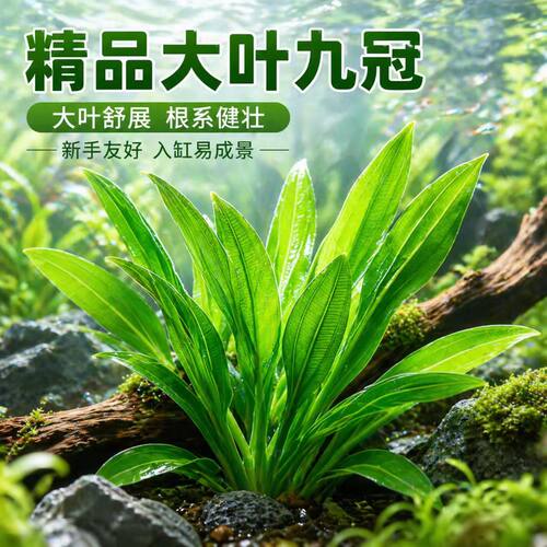 大叶九绿九冠真草懒人植物阴性草