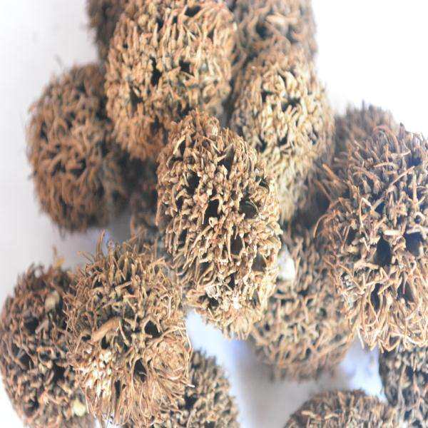 路路通 六六通 拍5斤包邮 枫球子 枫树球 500g克6元 中药材